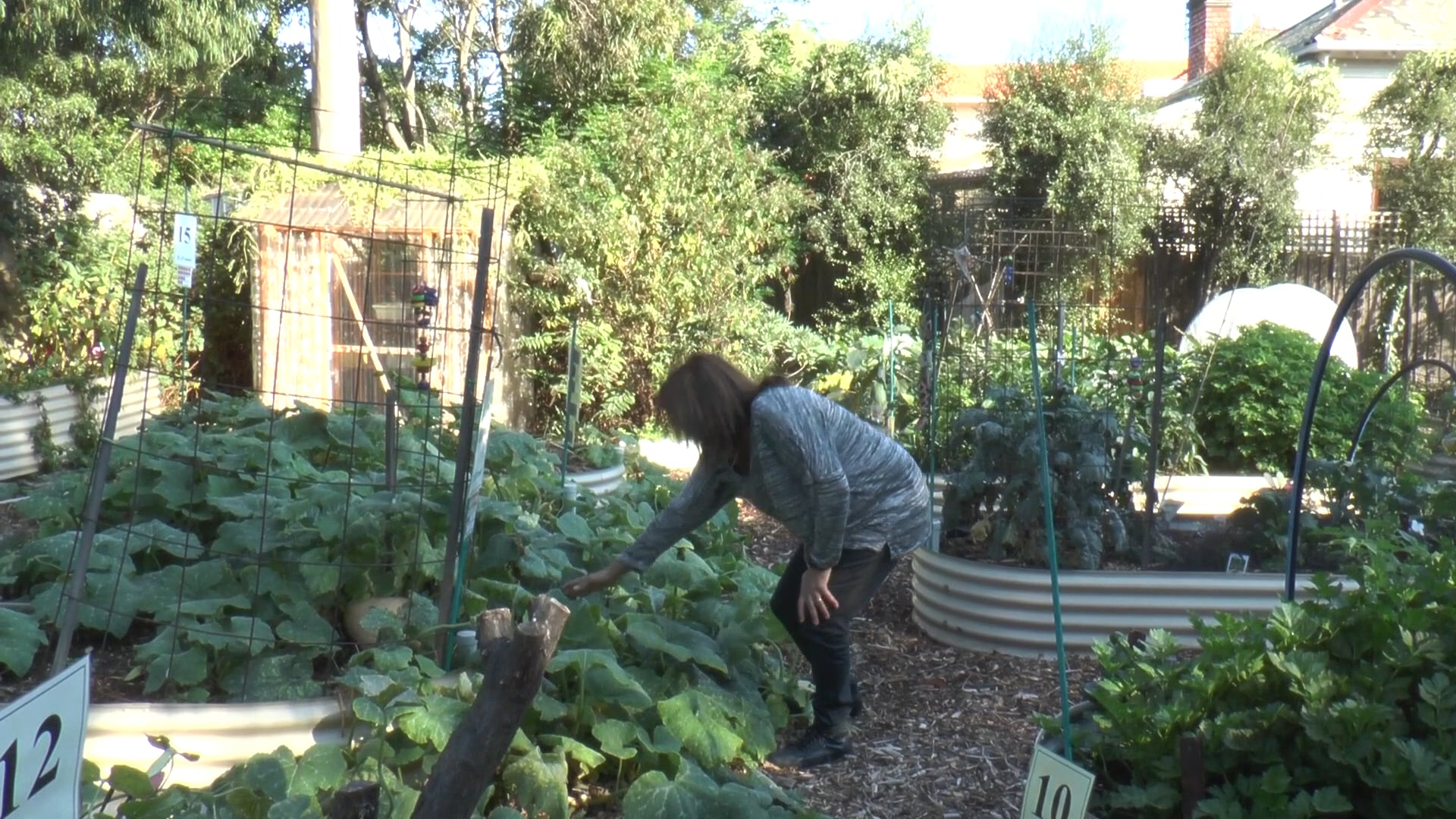 screen shot from video of a lady bending down in a garden